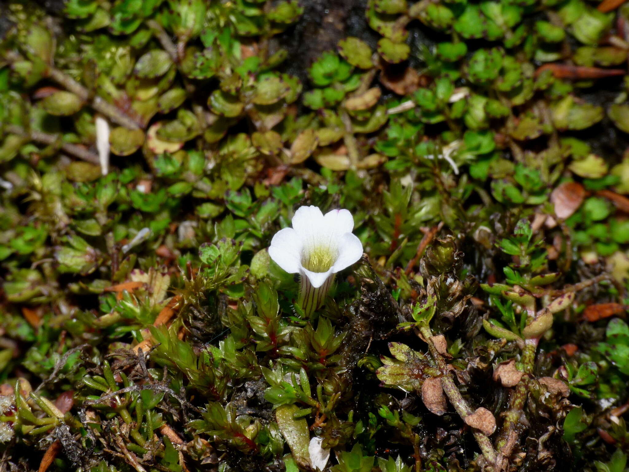 Image of Gratiola concinna Colenso