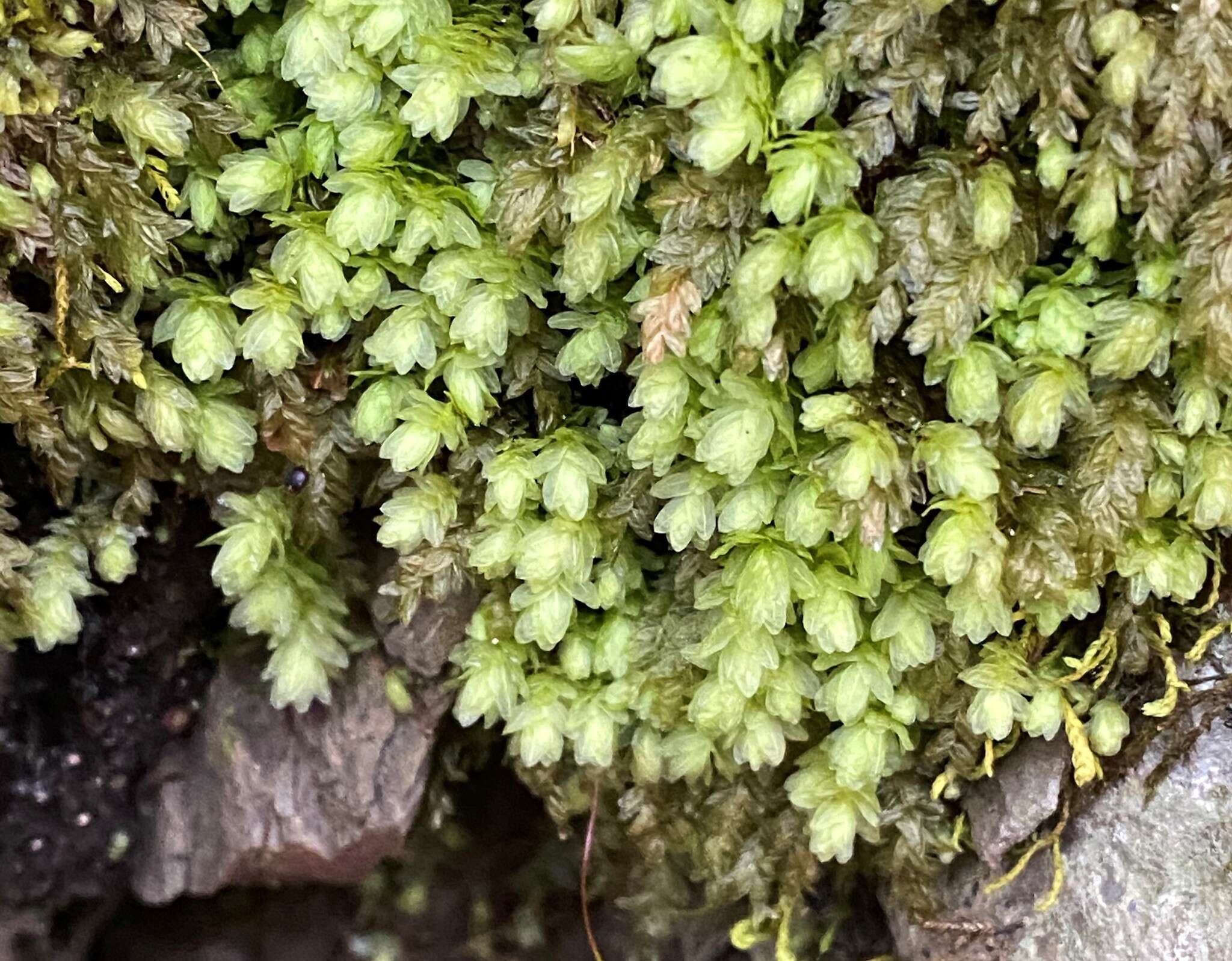 Image of aulacomnium moss