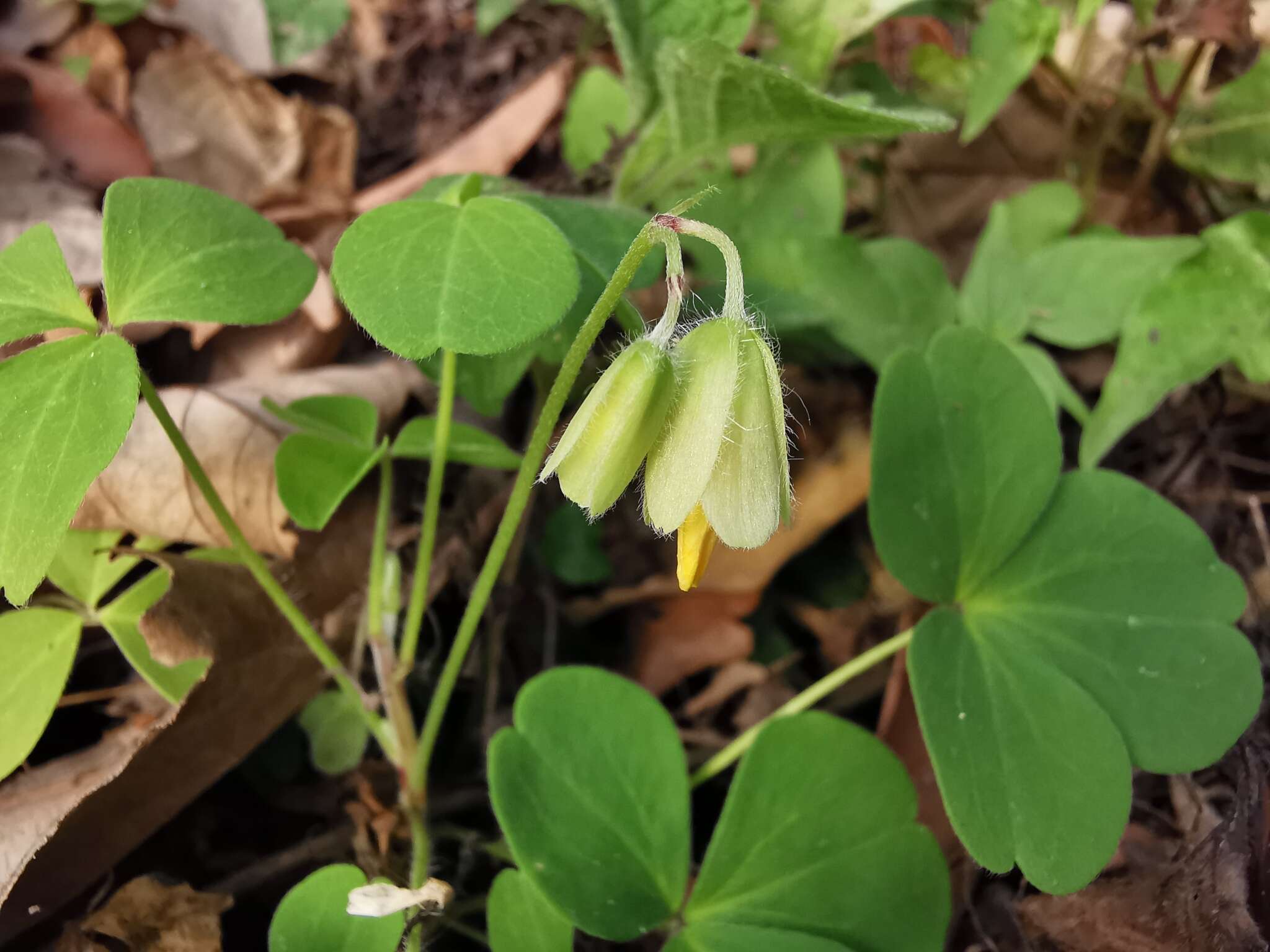 Image de Oxalis madrensis S. Wats.