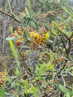 Слика од Daviesia mimosoides var. mimosoides