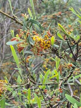 Слика од Daviesia mimosoides var. mimosoides