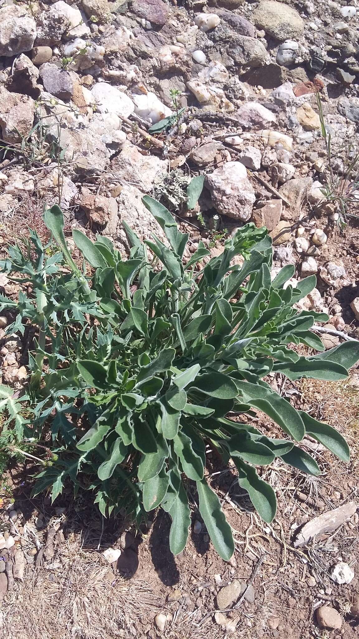 Imagem de Silene densiflora Dum.-Urville