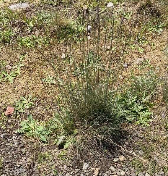 Image of Roemer's fescue