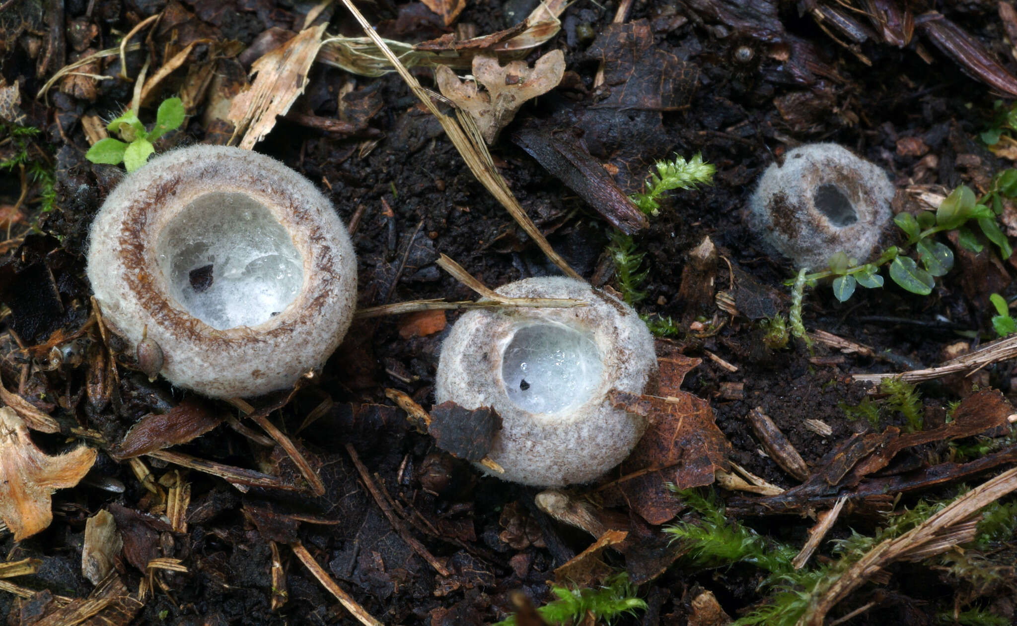 Image de Hypomyces stephanomatis Rogerson & Samuels 1985