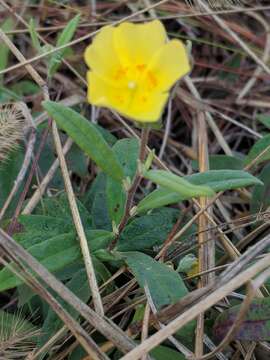 Image of pine barren frostweed