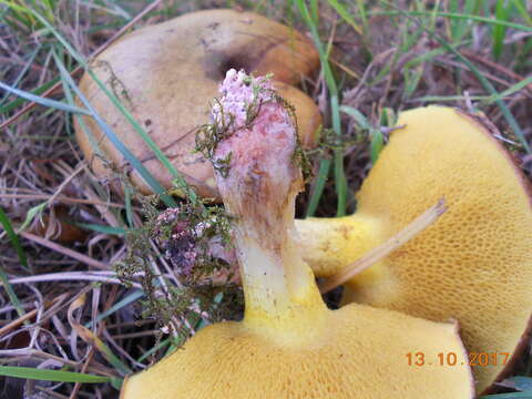 Image of Suillus collinitus (Fr.) Kuntze 1898