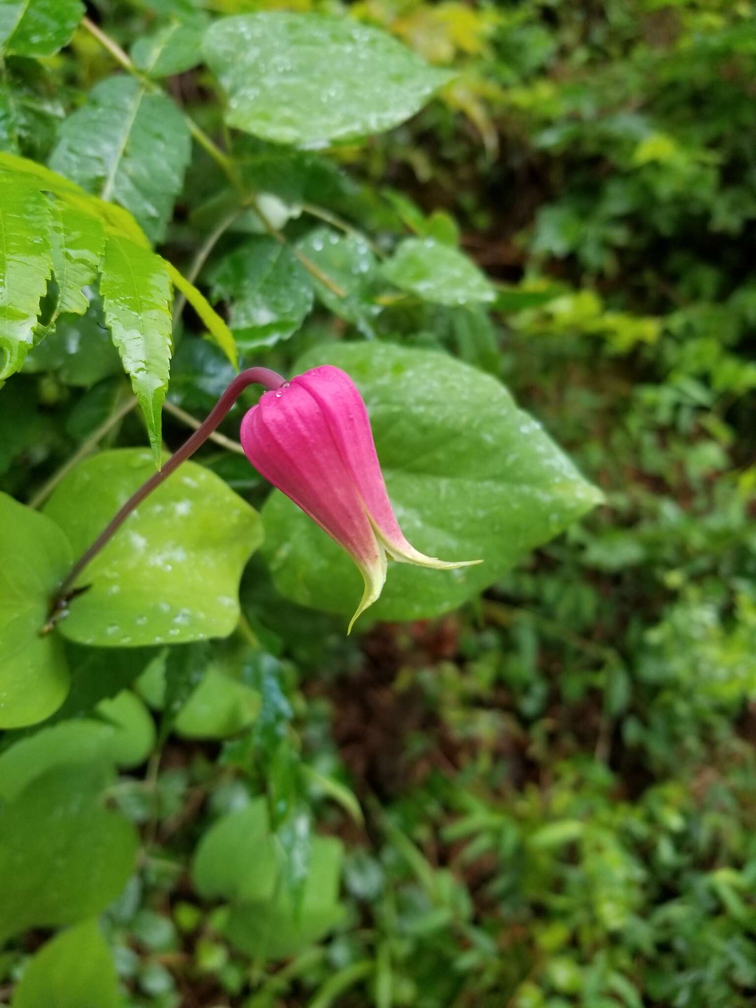 Image of White-Leaf Leather-Flower