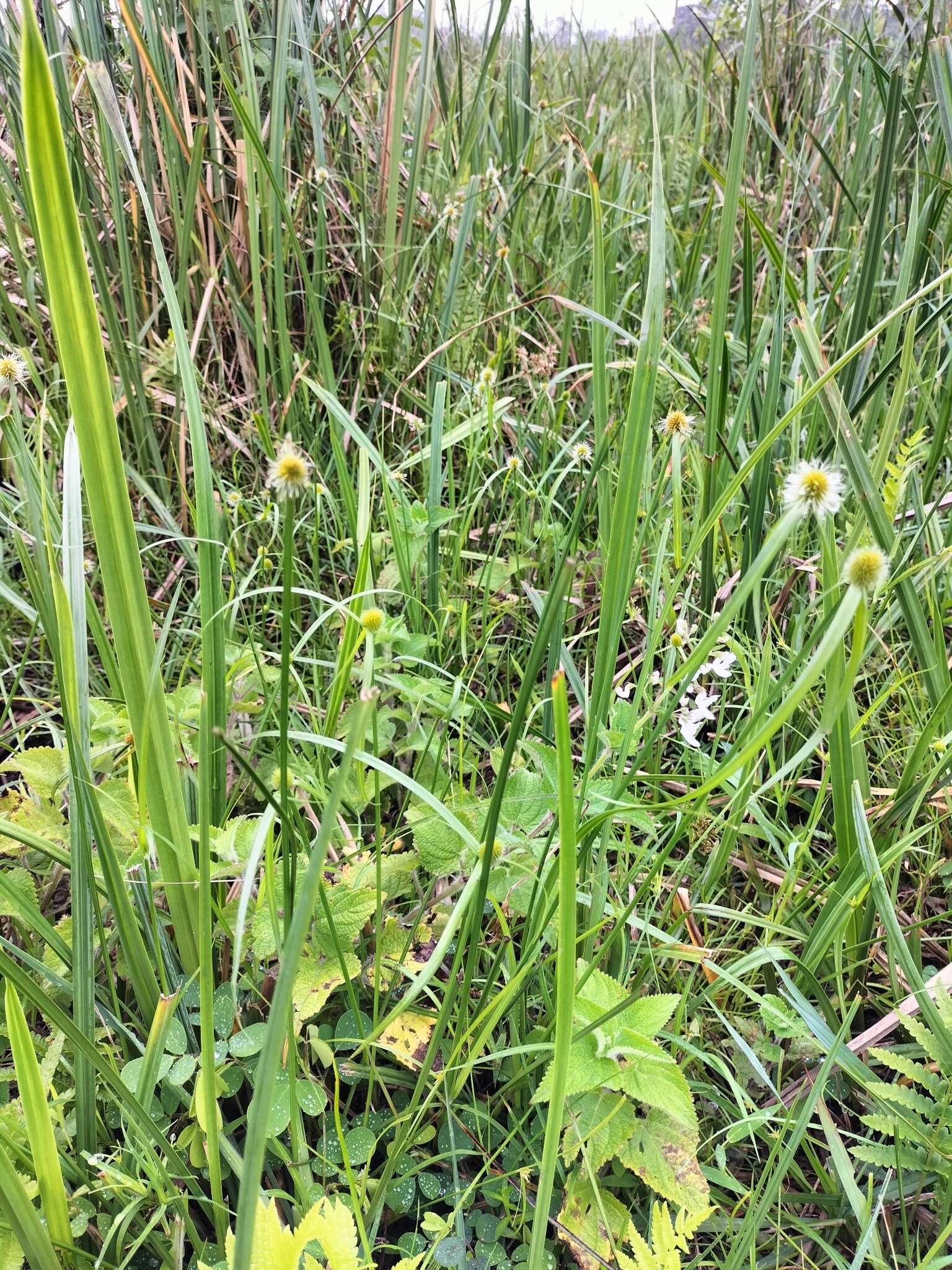 Image of Cyperus erectus (Schumach.) Mattf. & Kük.