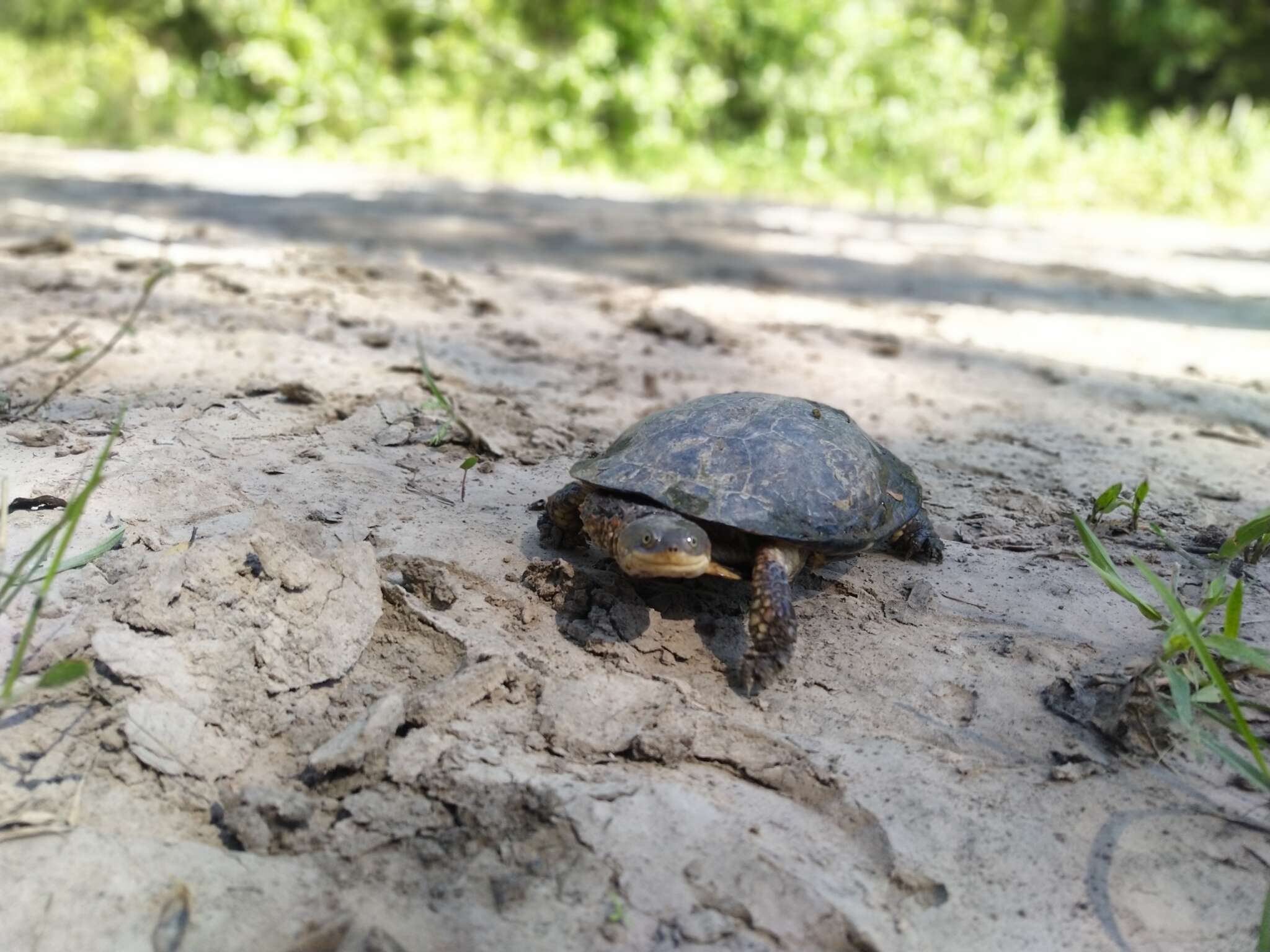 Imagem de Acanthochelys pallidipectoris (Freiberg 1945)