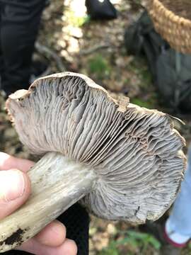 Image of Tricholoma griseoviolaceum Shanks 1996