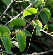 Image of Cissus rotundifolia var. rotundifolia