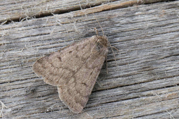 Image of Marsh moth