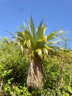 Image of Cordyline indivisa (G. Forst.) Endl.