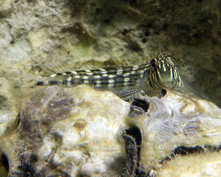 Image of Japanese Blenny