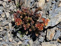 Image of Sedum morrisonense Hayata