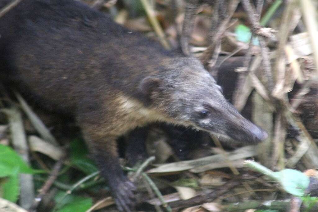 Image of Nasua nasua nasua (Linnaeus 1766)