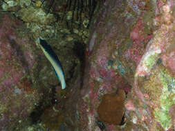 Image of New guinea wrasse