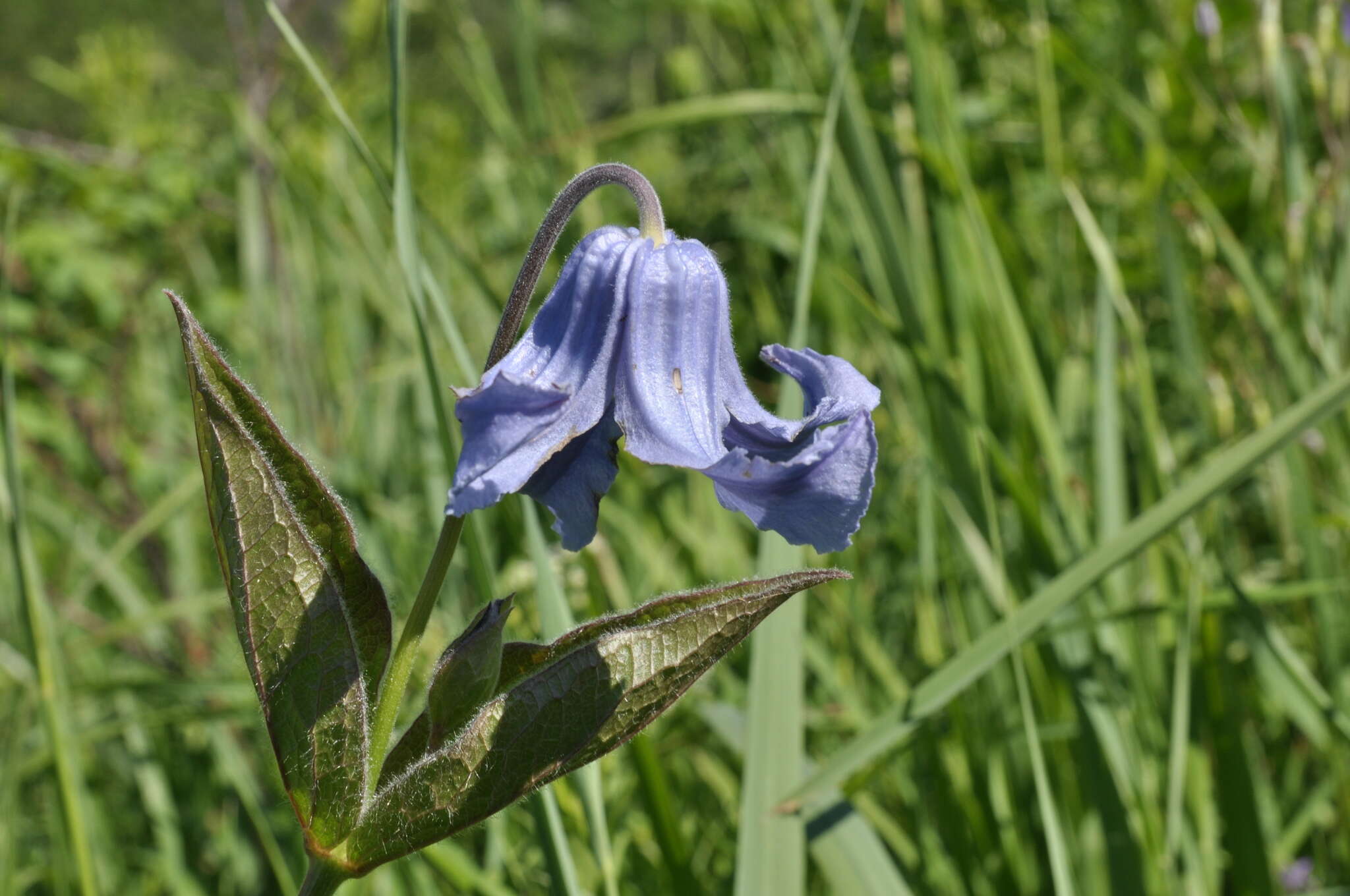 Imagem de Clematis integrifolia L.