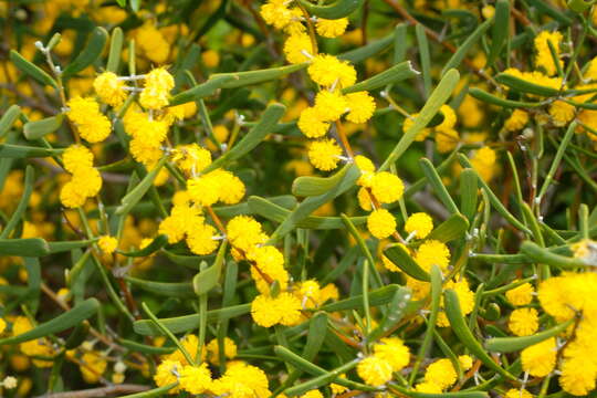 Image of Acacia farinosa Lindl.