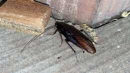 Image of Yamato Cockroach