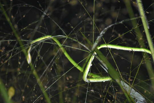 Image of Malayan Vine Snake