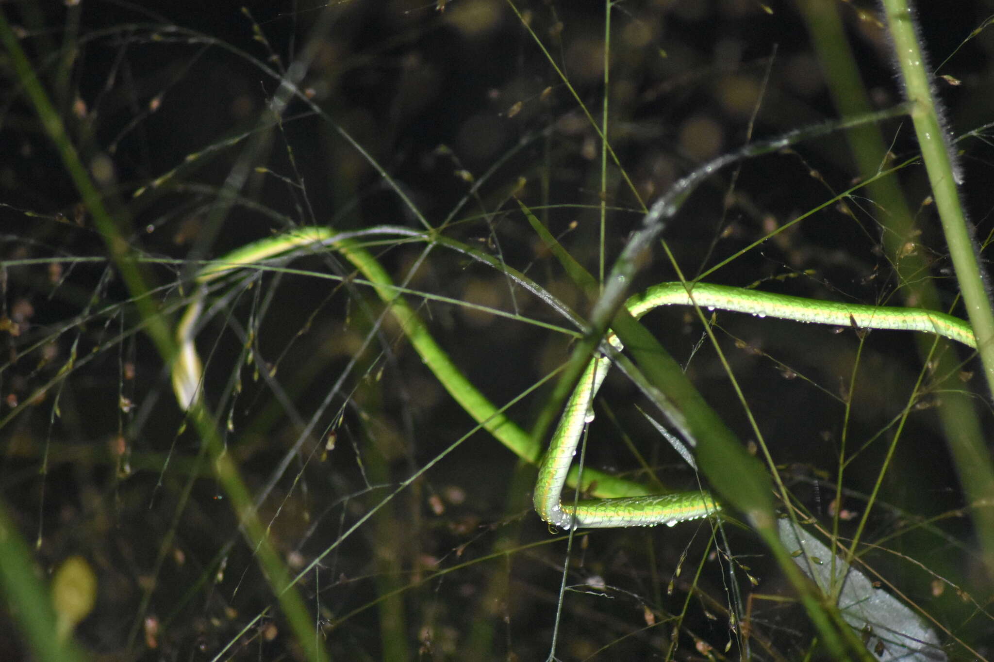 Sivun Ahaetulla mycterizans (Linnaeus 1758) kuva