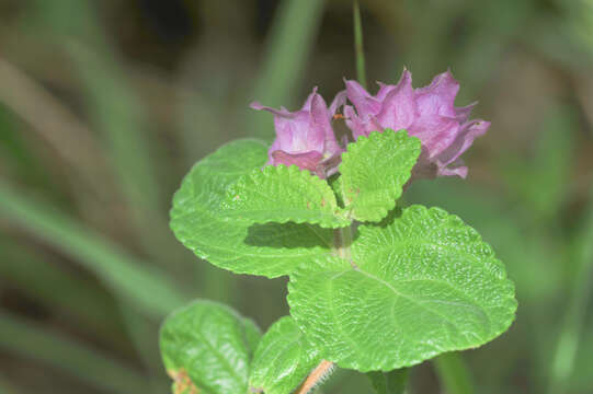 Image of Lippia lupulina Cham.