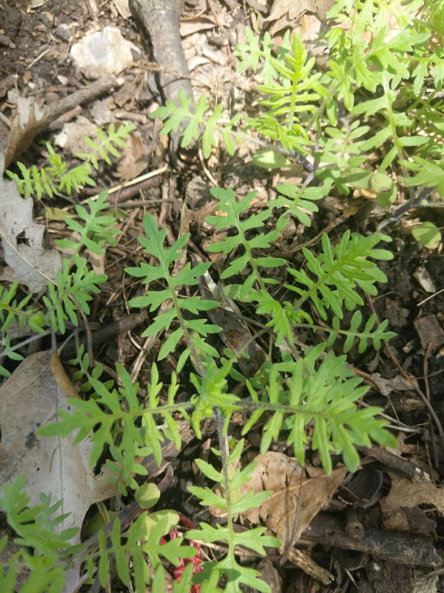 Image de Ellisia nyctelea (L.) L.