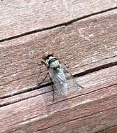 Image of Anthomyia oculifera Bigot 1885