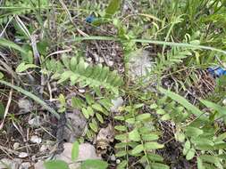 صورة Astragalus bibullatus Barneby & E. L. Bridges