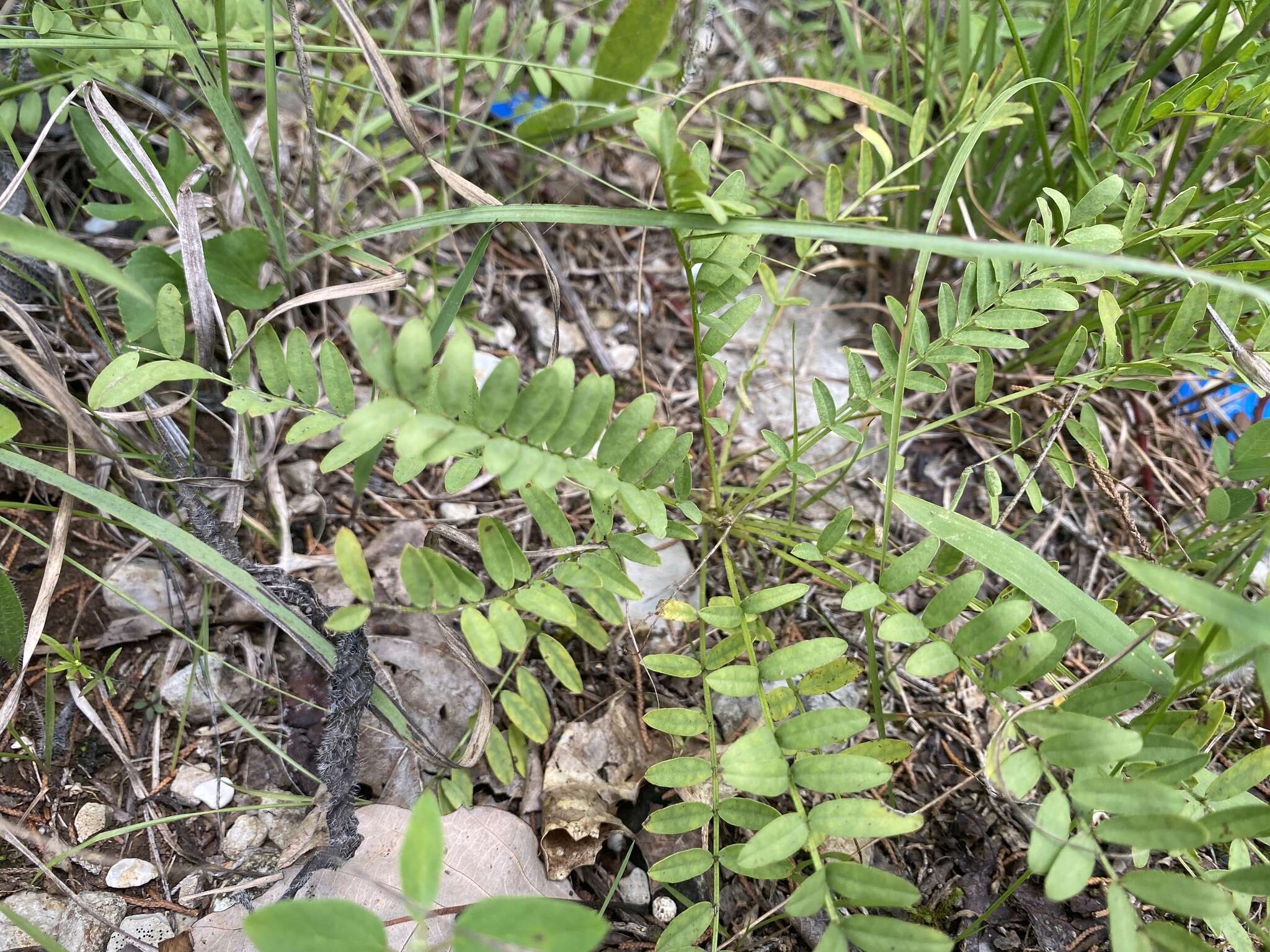 Imagem de Astragalus bibullatus Barneby & E. L. Bridges