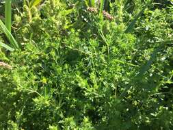 Image of brook cinquefoil