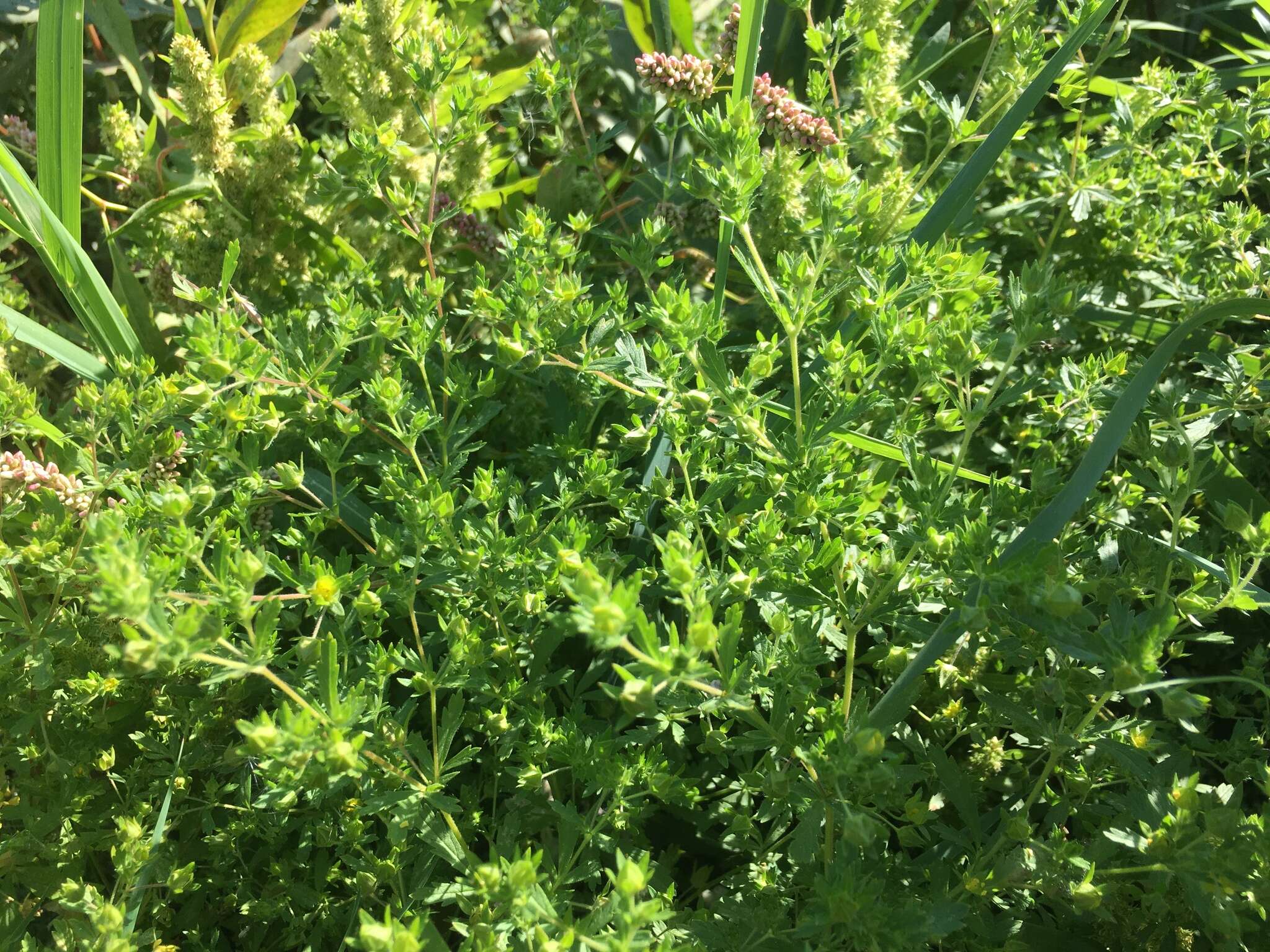 Image of brook cinquefoil