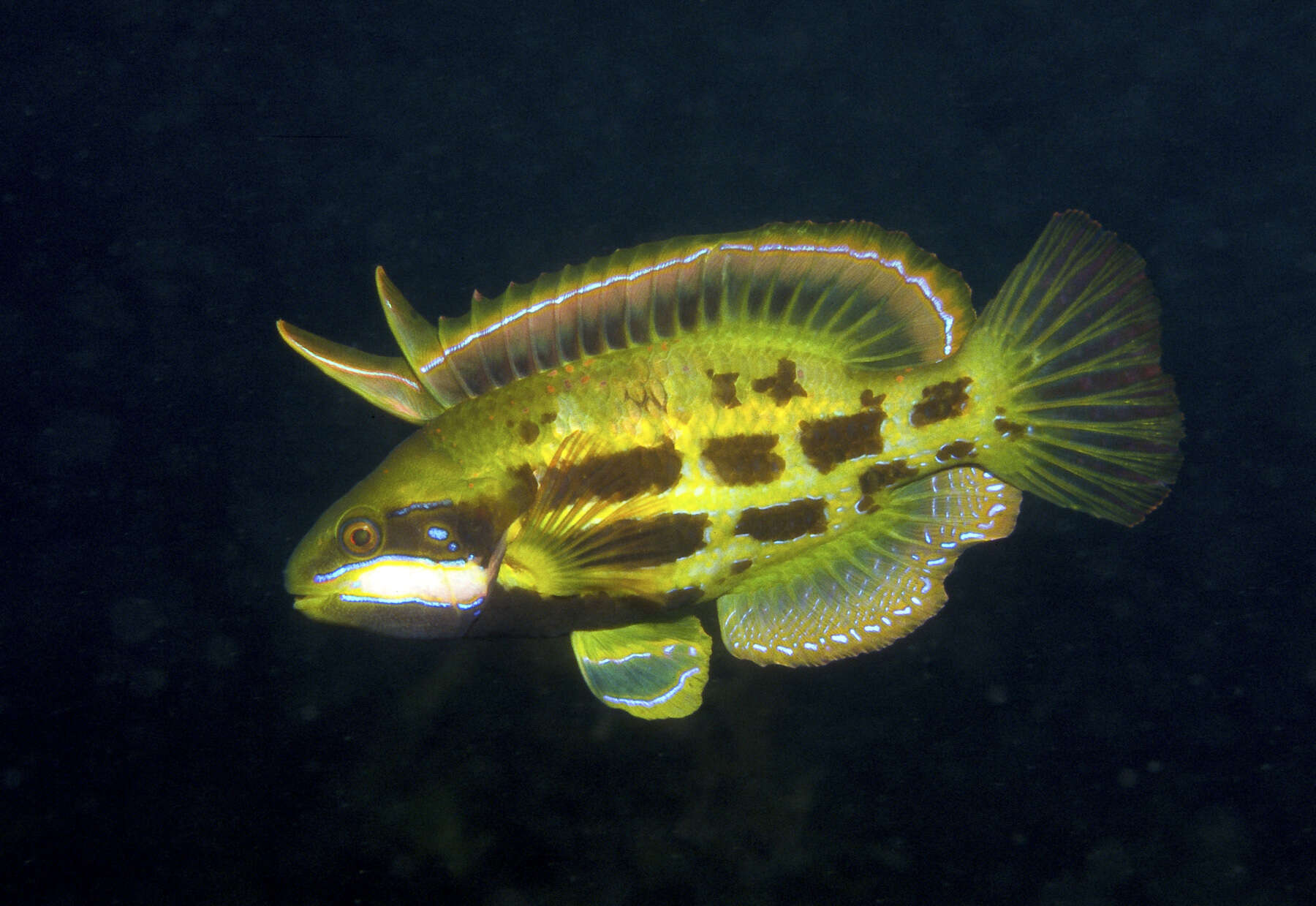 Heteroscarus resmi