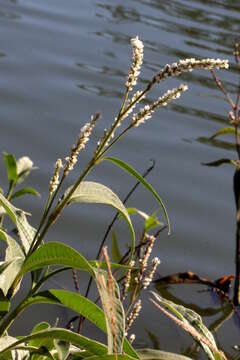 Imagem de Persicaria attenuata (R. Br.) Sojak