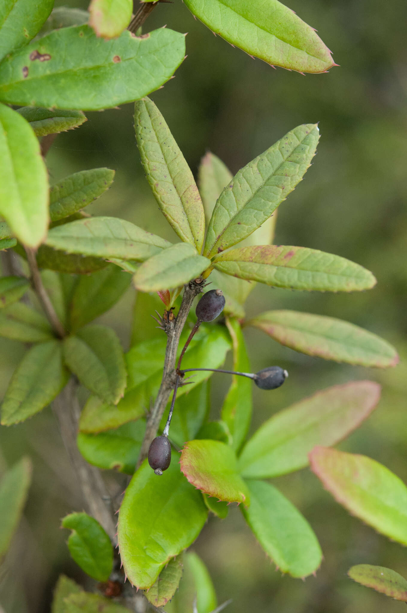 Image of Berberis alpicola C. K. Schneid.