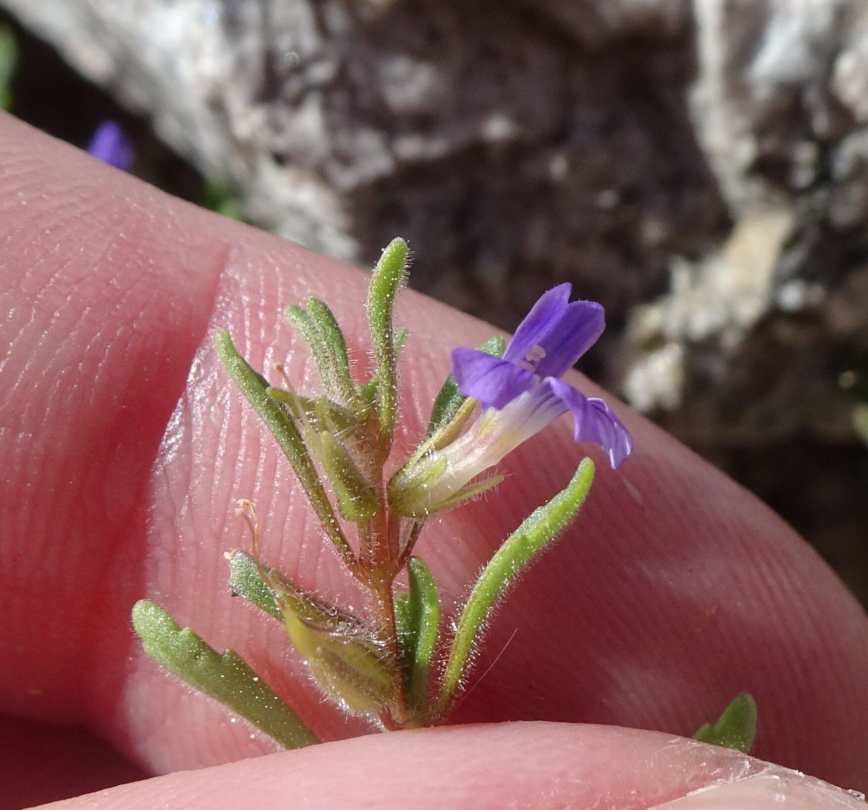 Image of Schistophragma intermedium (A. Gray) Pennell