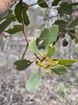 Image of Eucalyptus platypus Hook.