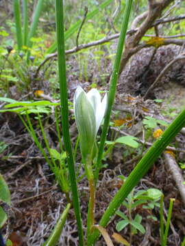 Image of Romulea flava var. flava