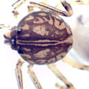 Image of Scytodes itacuruassu Rheims & Brescovit 2006