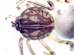 Image of Scytodes itacuruassu Rheims & Brescovit 2006