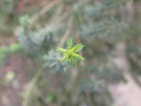 صورة Erica platycodon (Webb & Berthel.) S. Rivas-Martínez et al.