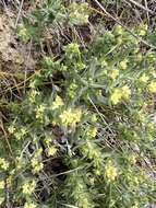 Image of Intermountain bedstraw