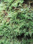 Image of ctenidium moss