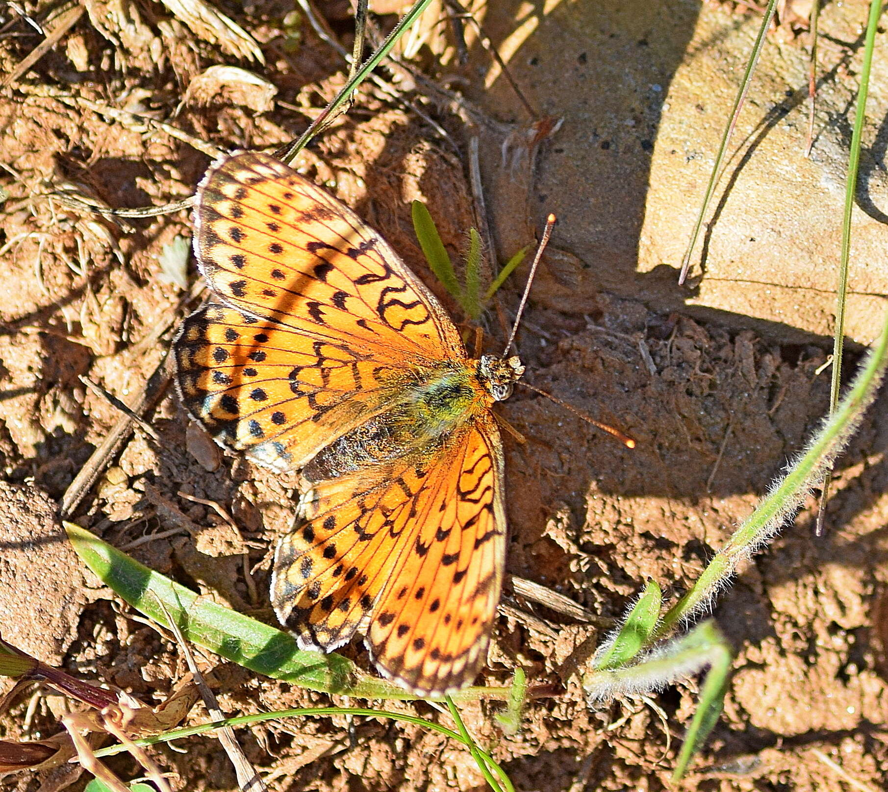 Image of Twin-spot Fritillary