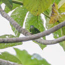 Image of Amazonian Parakeet