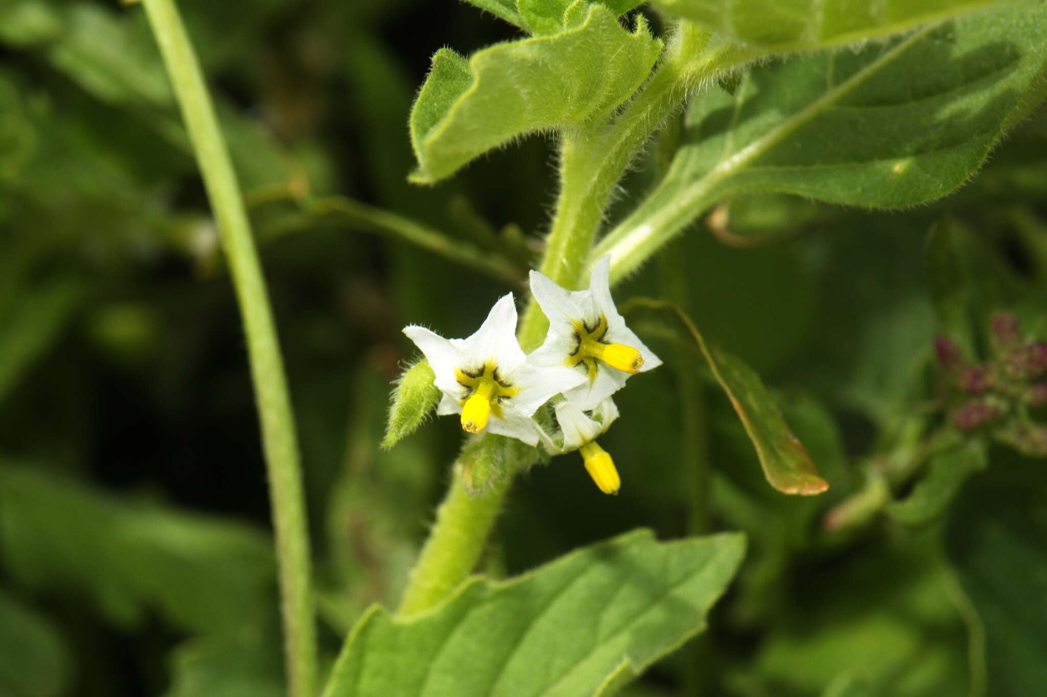 Image of Solanum physalifolium var. nitidibaccatum (Bitter) J. M. Edmonds