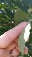 Celtis reticulata Boorsma 1907的圖片