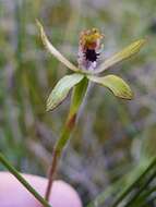 صورة Caladenia atradenia D. L. Jones, Molloy & M. A. Clem.