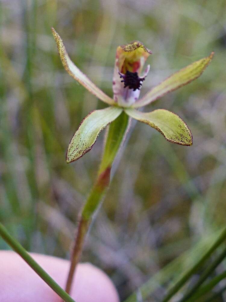 صورة Caladenia atradenia D. L. Jones, Molloy & M. A. Clem.